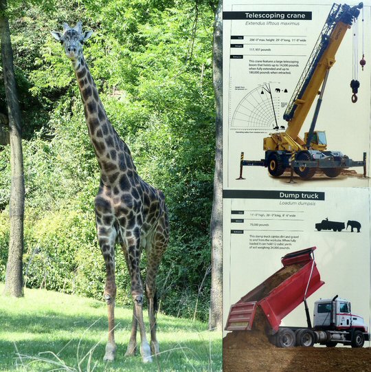 MusicCityNashville.net Feature Articles: A Day at the Nashville Zoo with Even More Big Things On the Way