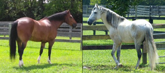 The Stars of Cavalia - The Best Show Ever - Begin Their Vacation in Tennessee