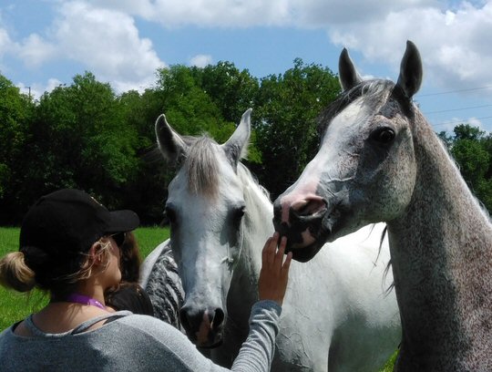 The Stars of Cavalia - The Best Show Ever - Begin Their Vacation in Tennessee